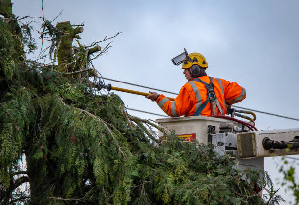 Best Tree Risk Assessment  in Woodfin, NC