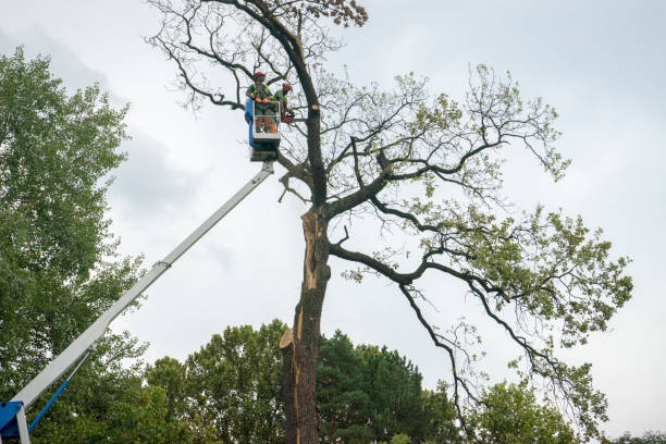 Best Utility Line Clearance  in Woodfin, NC