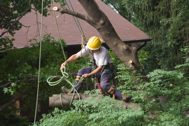 Tree Care