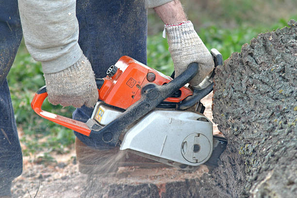 Best Lawn Edging  in Woodfin, NC