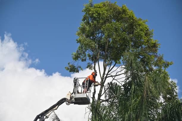 Best Tree Trimming and Pruning  in Woodfin, NC