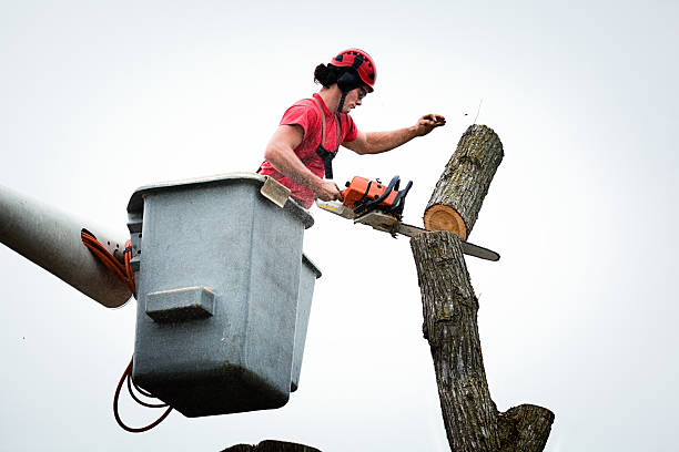 Best Emergency Tree Removal  in Woodfin, NC