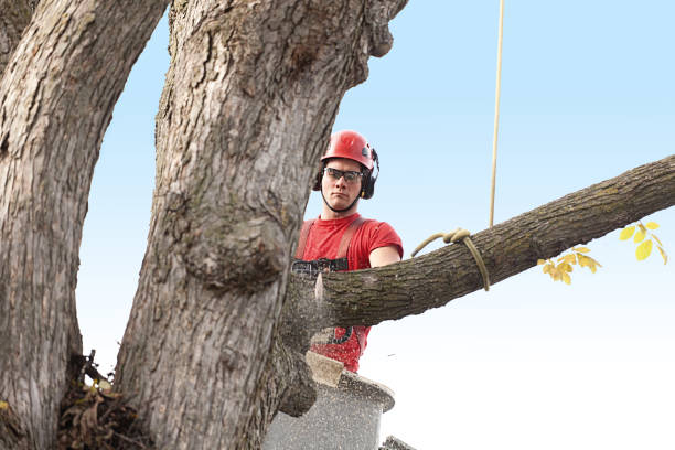 Best Tree Preservation Services  in Woodfin, NC