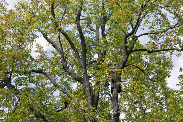 Woodfin, NC Tree Care Company